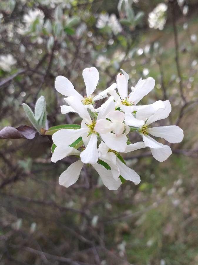 Amélanchier à feuilles ovales en fleurs au printemps, sous un ciel clair