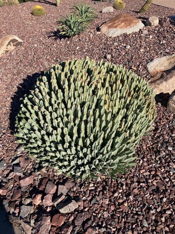 Structure de groupe Euphorbia resinifera avec ses tiges caracteristiquement contournees