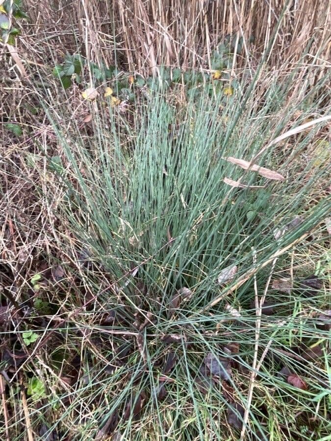Hard rush with upright grey-green stems in established wetland setting