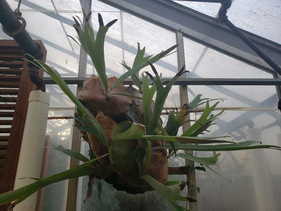 Common staghorn fern (Platycerium bifurcatum) displays characteristic bifurcated fronds resembling deer antlers in natural forest habitat