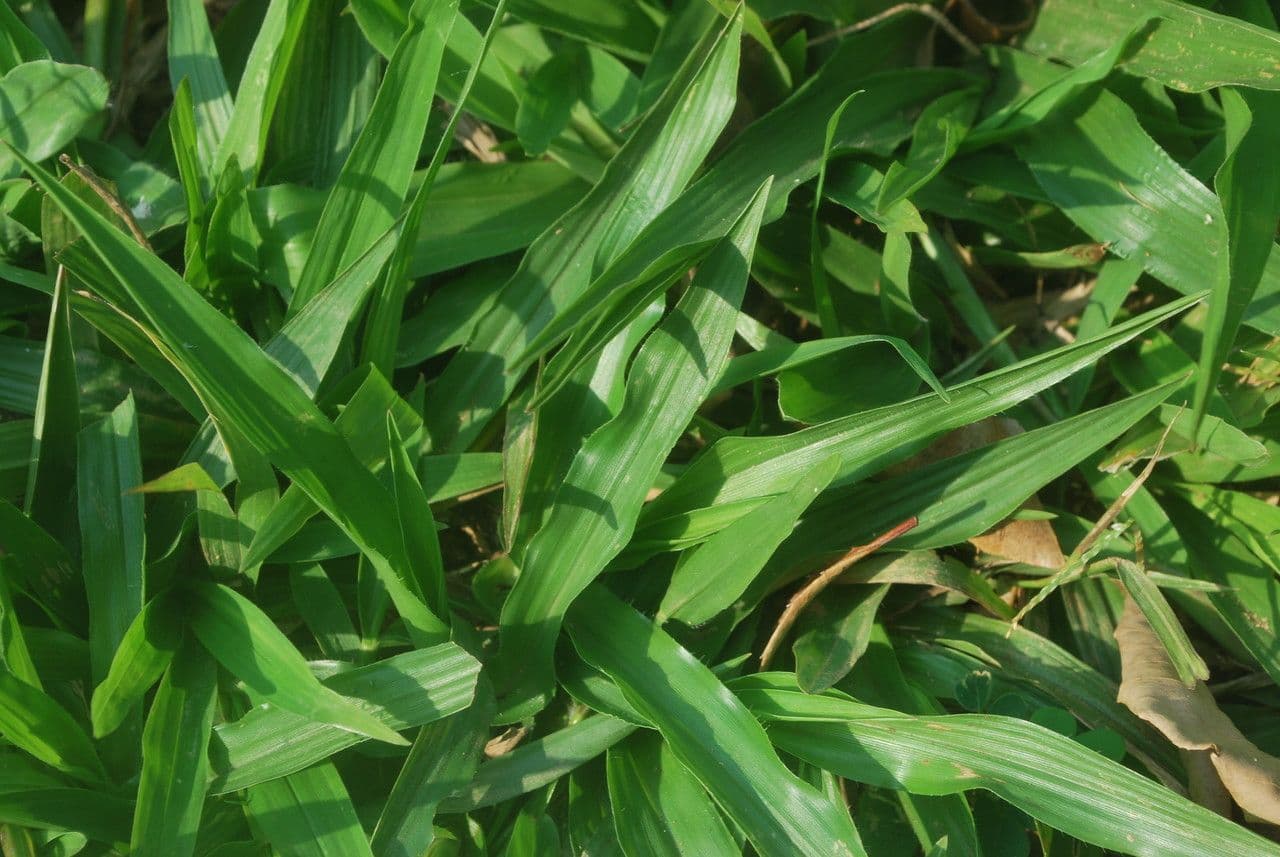 Axonopus compressus leaves close-up