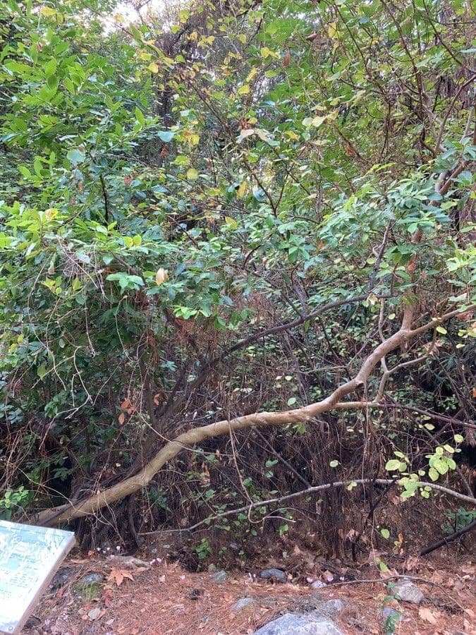 Amerikanischer Erdbeerbaum mit charakteristischer roter abblatternd Rinde