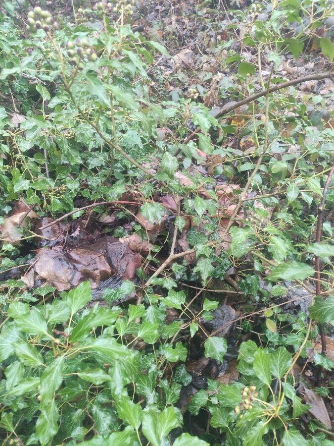 Colchis ivy climbing a stone wall with large glossy leaves and clusters of yellow flowers in late autumn