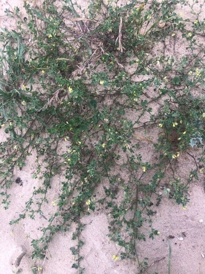 Medicago littoralis met gele bloemen en drievoudige bladen