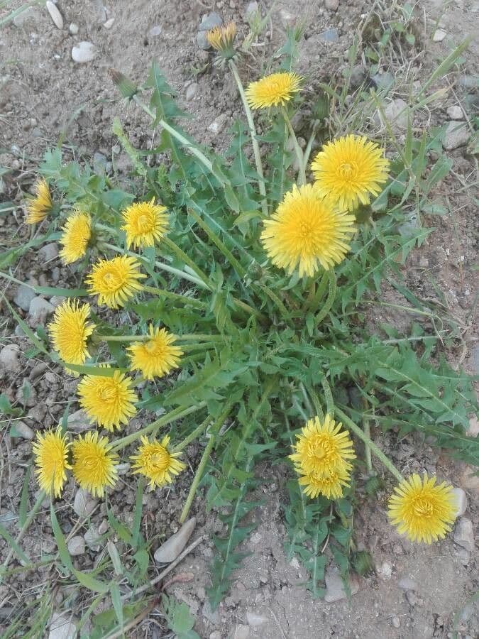 Rood zaadjesdistel bloem en blad in natuurlijke omgeving