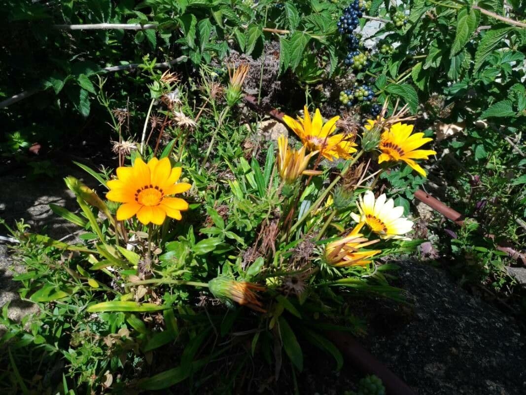 Dimorphotheca sinuata oranje-gele madeliefjes