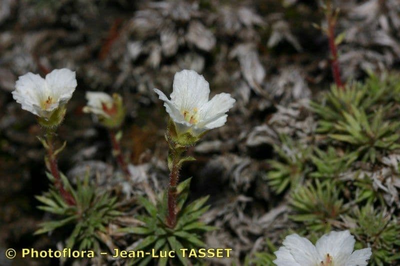 Saxifraga burseriana in volle bloei met witte bloemen