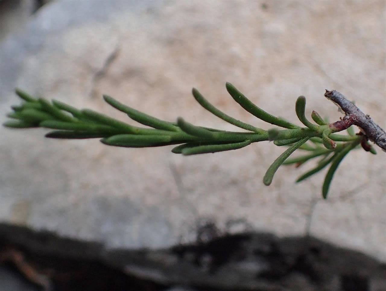 Fumana ericoides with yellow flowers in Mediterranean setting