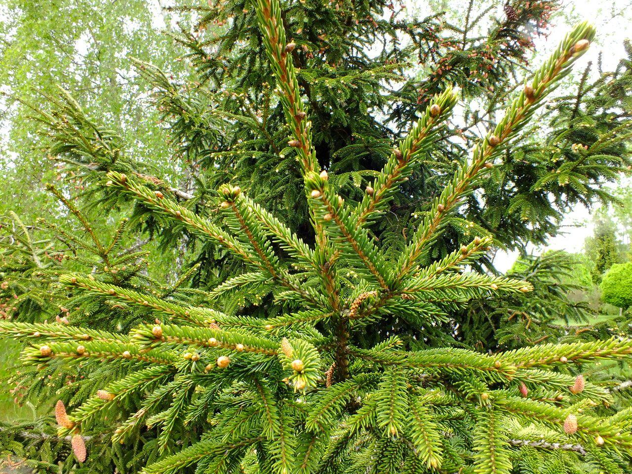 Kaukasus-Fichte in voller Entwicklung mit dichter, dunkelgrüner Krone an einem sonnigen Gartenplatz