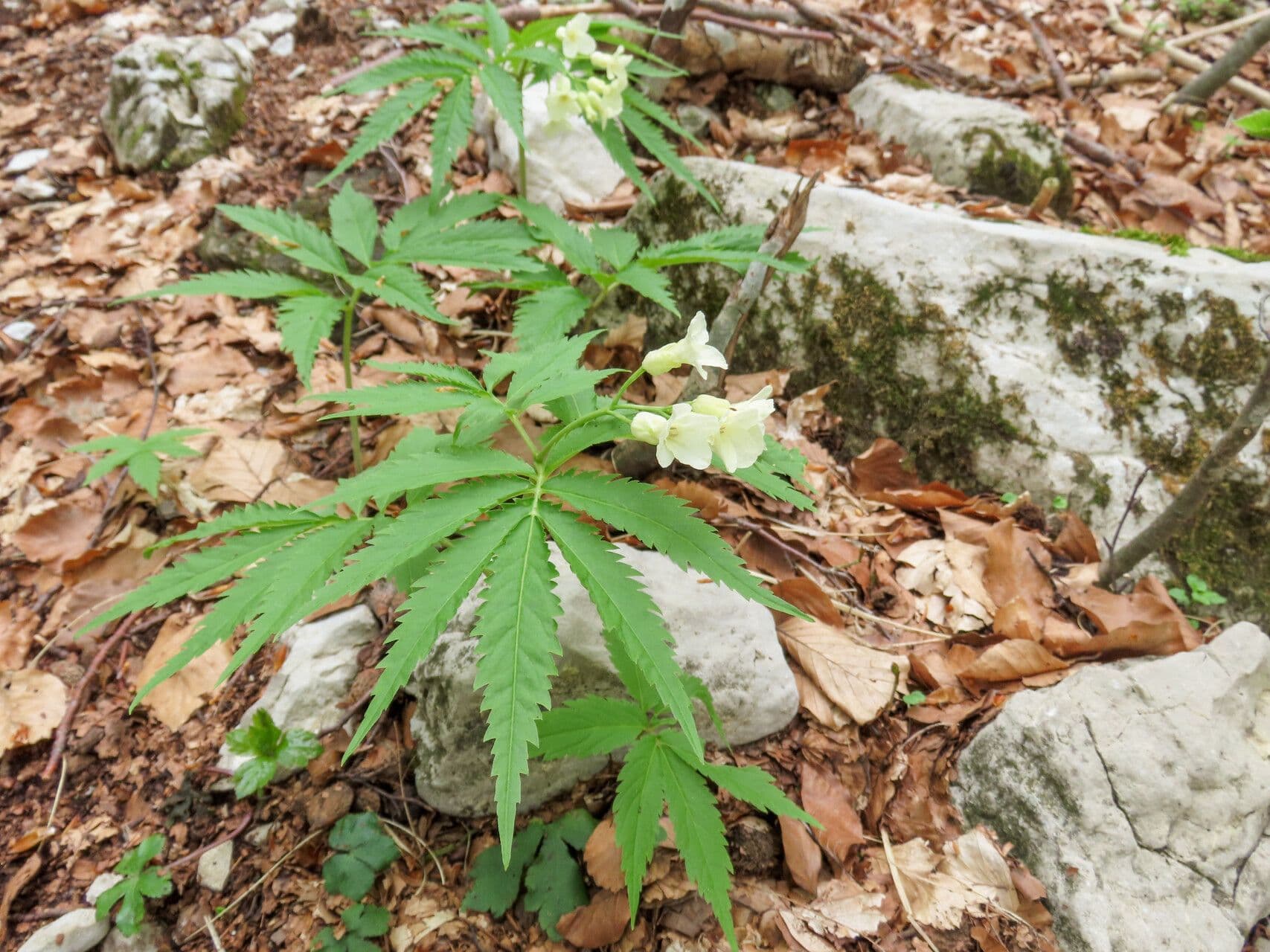 WeiBe Blüten von Cardamine kitaibelii in den Alpen