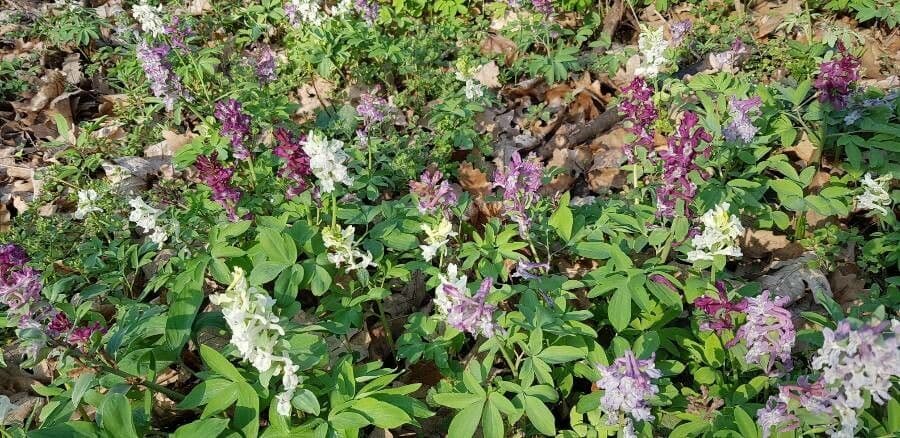 Hollowroot plant with purple flowers in spring