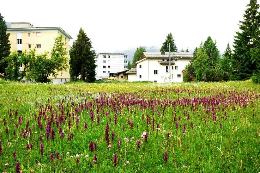 Dactylorhize de mai en fleur dans une prairie humide, avec des épis floraux pourpres denses