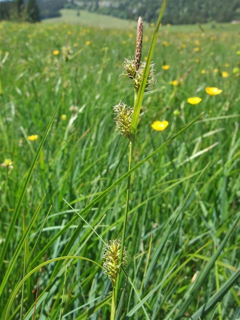 Blonde zegge (Carex hostiana) in natuurlijke omgeving met lichtgroene bloeistruiken