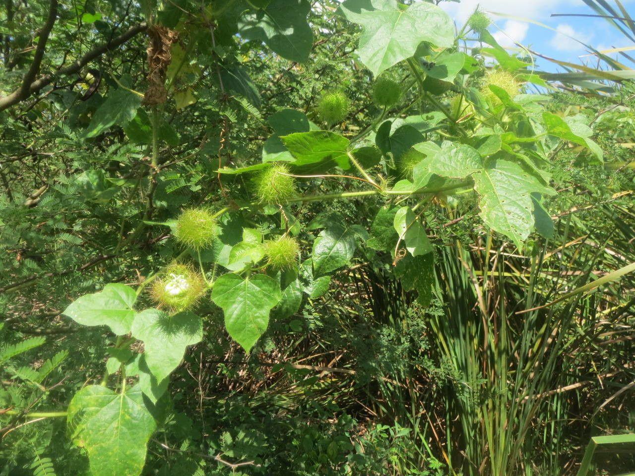 Stinkende Passionsblume mit orangen Früchten und komplexen gelb-weißen Blüten, umgeben von rankenden Trieben