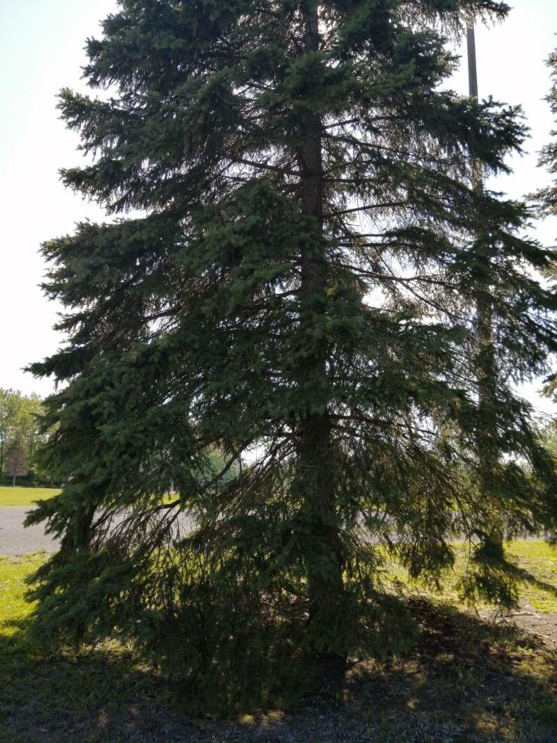 Ausgewachsene Griechische Tanne mit dunkelgrünen Nadeln und Zapfen in einem sonnigen Garten