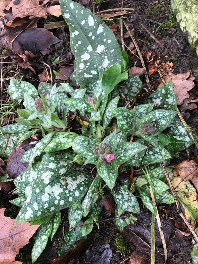 Italiaans longkruid met geplaveide bladeren en paarse bloemen in de vroege lente