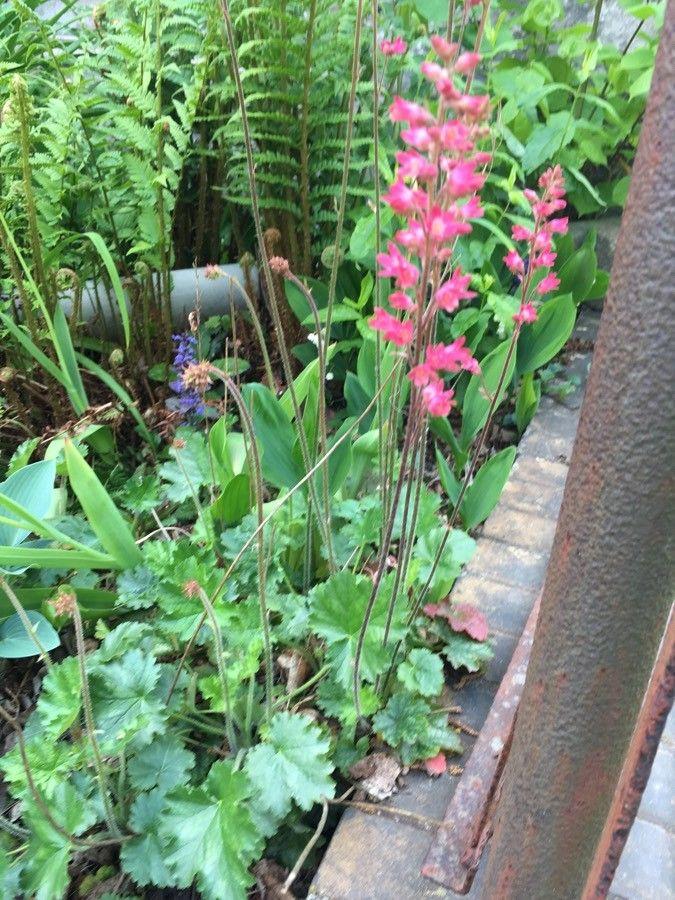 Blutrotes Steinglöckel mit zarten Blütenstängeln und strukturiertem Laub in einer halbschattigen Rabatte