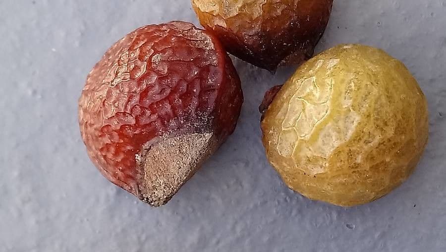 Sapindus mukorossi Fruchte und Blatter
