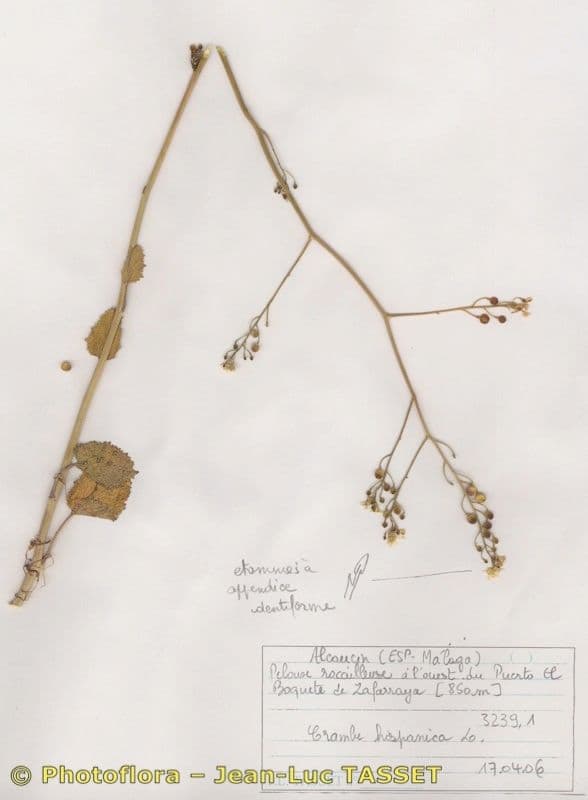 Plante Crambe hispanica affichant des fleurs blanches elegantes et une structure de tige architecturale