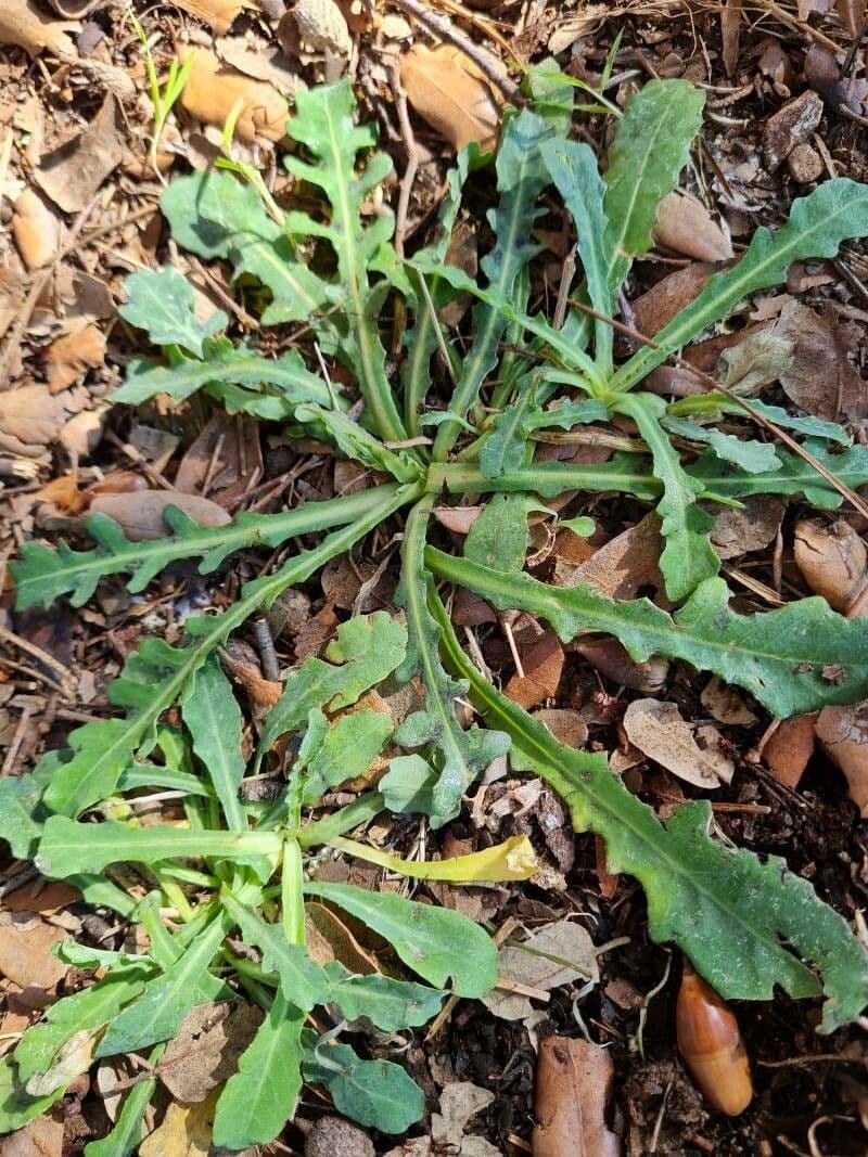Gele sterbloemenen van Reichardia picroides in mediterraan landschap