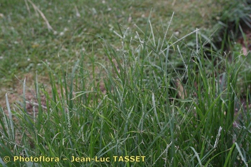 Plante Eleusine coracana avec epis caracteristiques ressemblant a des doigts