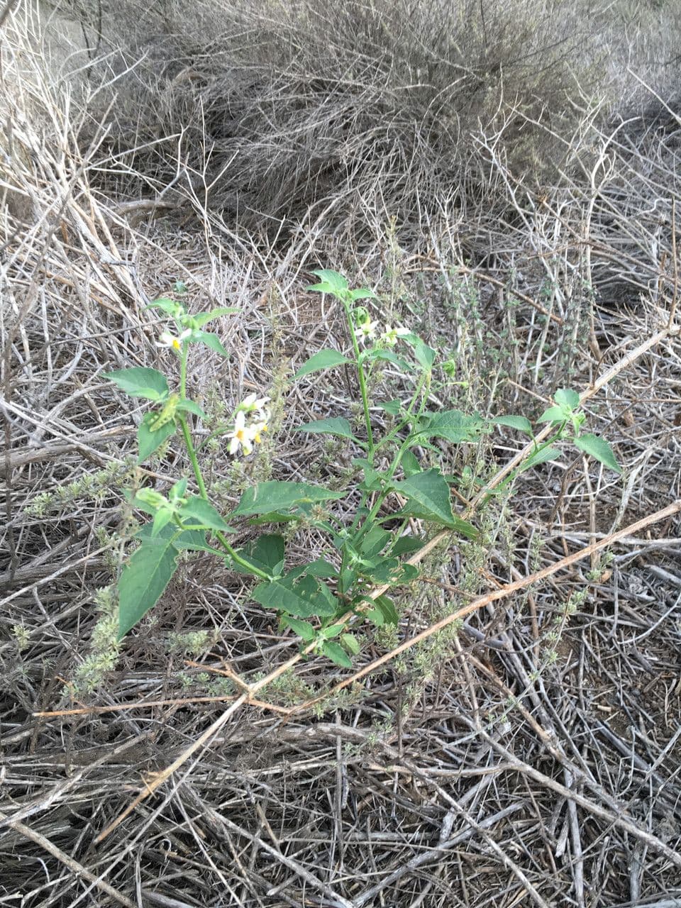 Solanum douglasii avec fleurs violettes