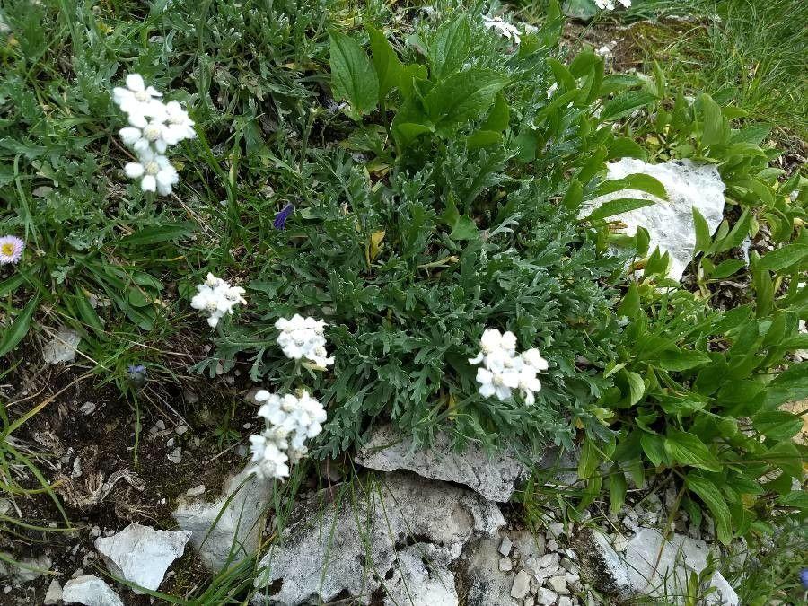 Achillée de Clavena en pleine floraison, avec ses feuilles argentées et ses inflorescences jaune pâle en bordure ensoleillée