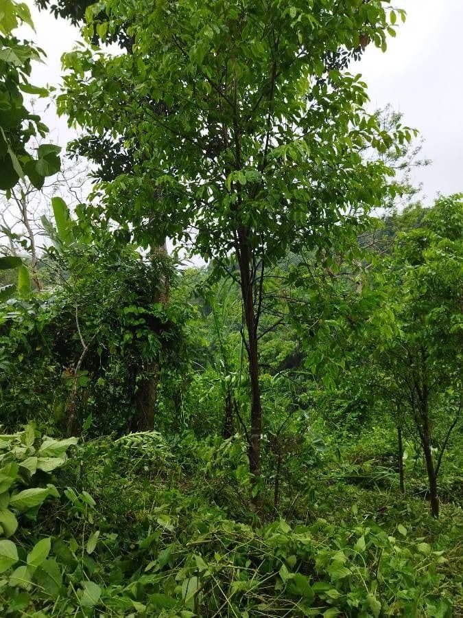 Aquilaria malaccensis tree with green leaves and dark bark