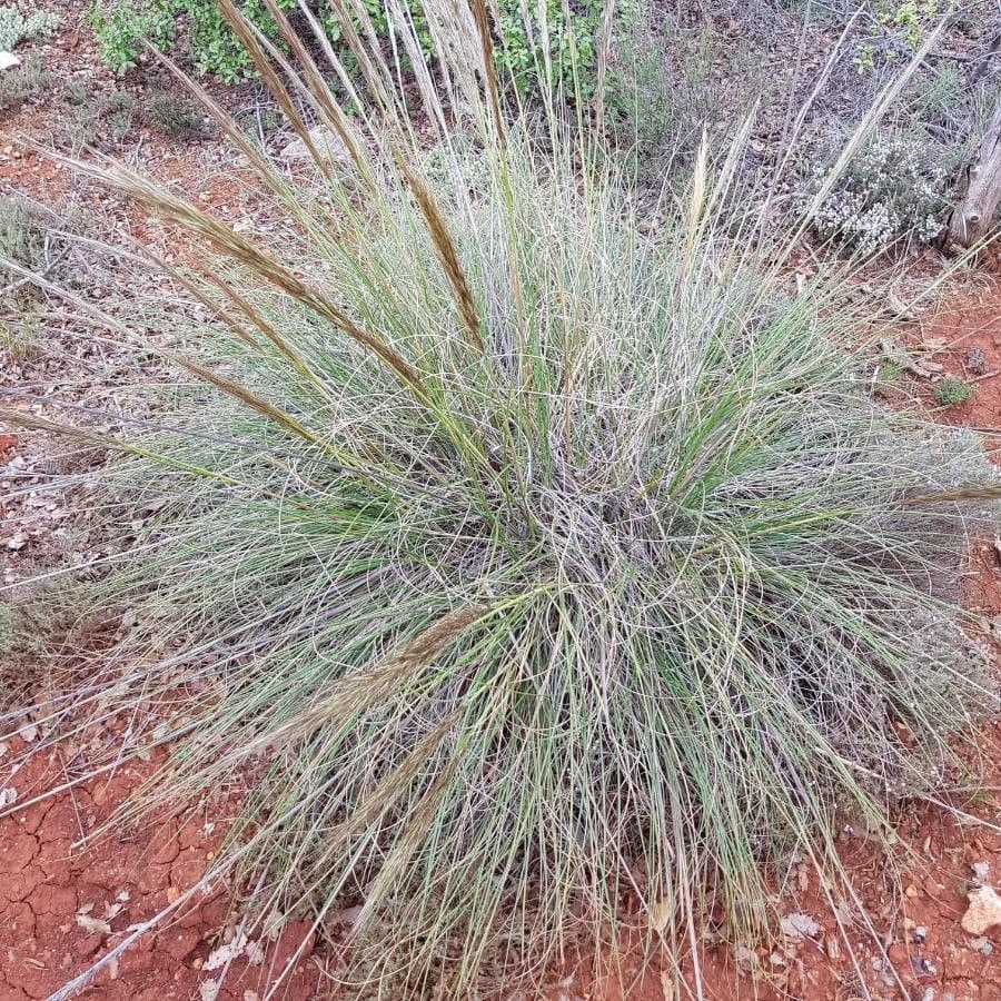 Herbe esparto en pleine floraison