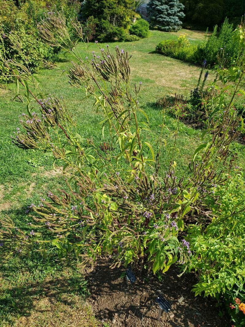 Hochgewachsene Bestände aus Lanzen-Eisenkraut mit violetten Blütenähren in voller Blüte, platziert in einem sonnigen Staudenbeet.