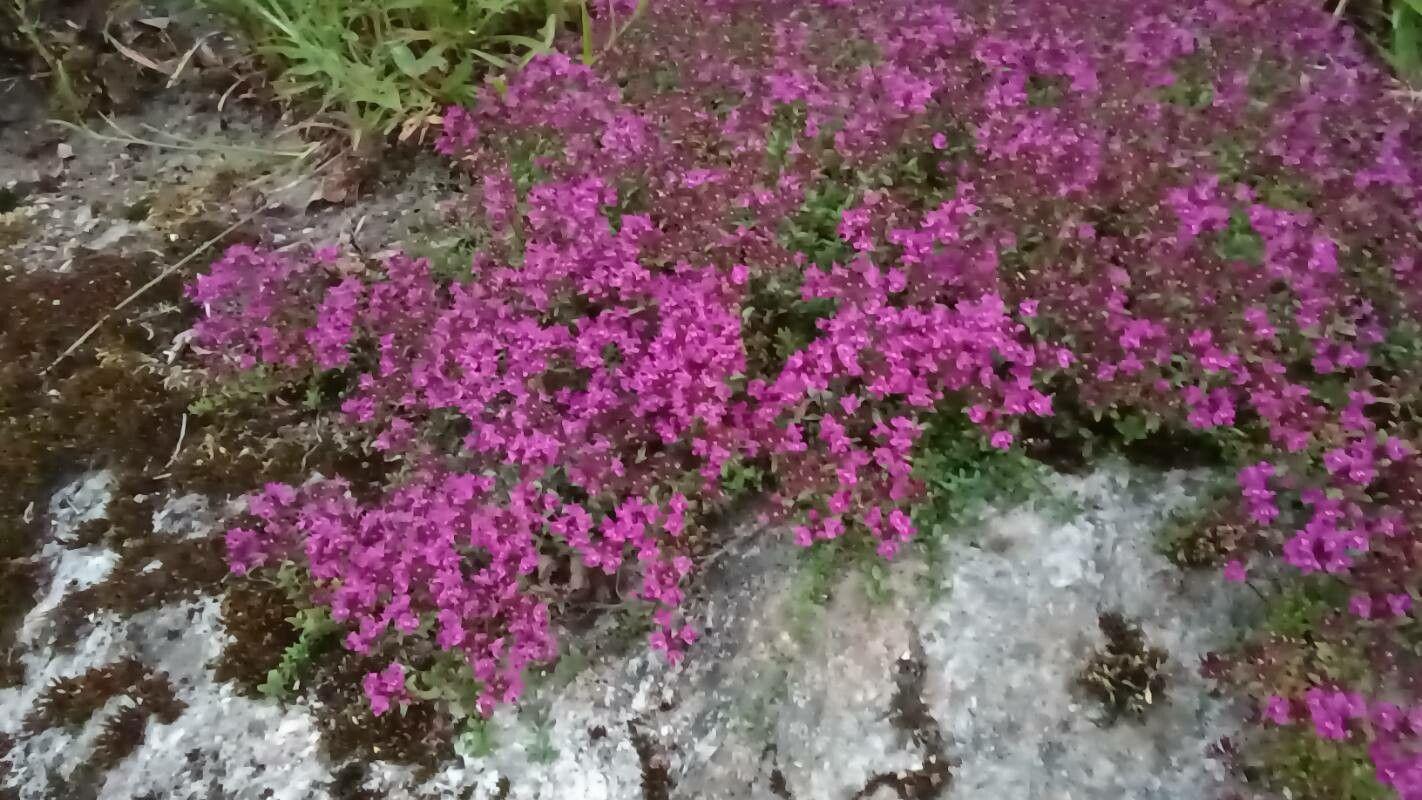 Frühblühender Thymian in voller Blüte auf einem sonnigen Steingartenbeet, mit kleinen rosa-lila Blüten und dichtem, dunkelgrünem Laub