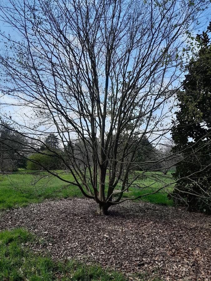 Japanese beech displaying characteristic leaves
