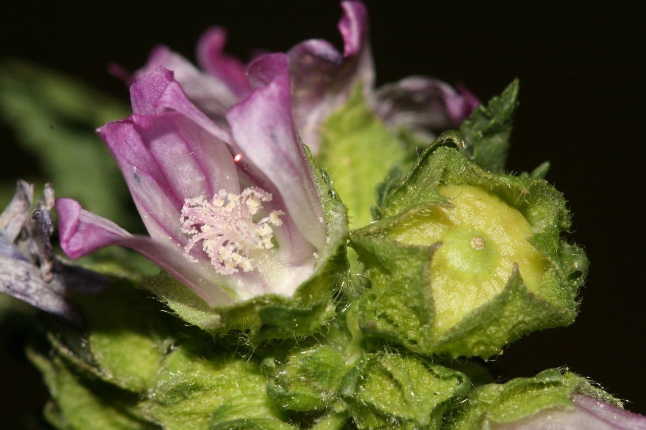 Lila bloemen van Malva nicaeensis met karakteristieke rode aders