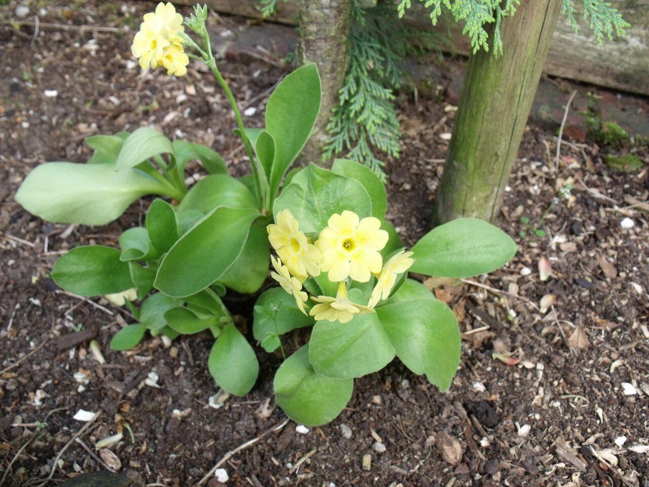 Primula auricula mit dunkelgrünen Blättern und orangeroten Blüten in einem Steingarten