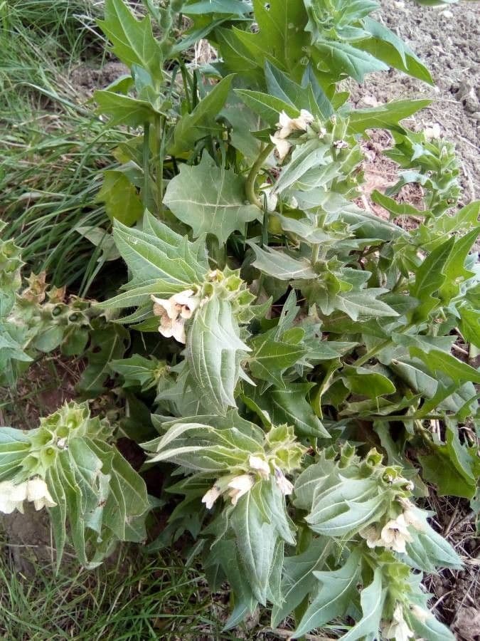 Jusquiame noire avec fleurs jaunes marquées de nervures pourpres et feuillage poilu