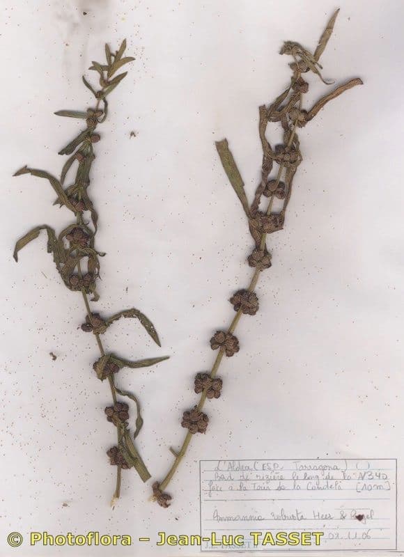 Ammannia robusta avec ses tiges rouge-vert et ses petites fleurs roses le long d'une berge