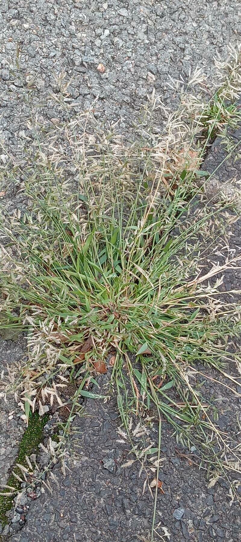 Kleines Liebesgras blüht im Sommer auf einer trockenen Böschung