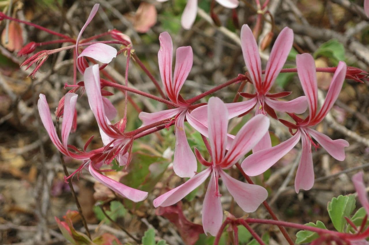 Pelargonium acetosum avec fleurs violettes et feuilles aromatiques