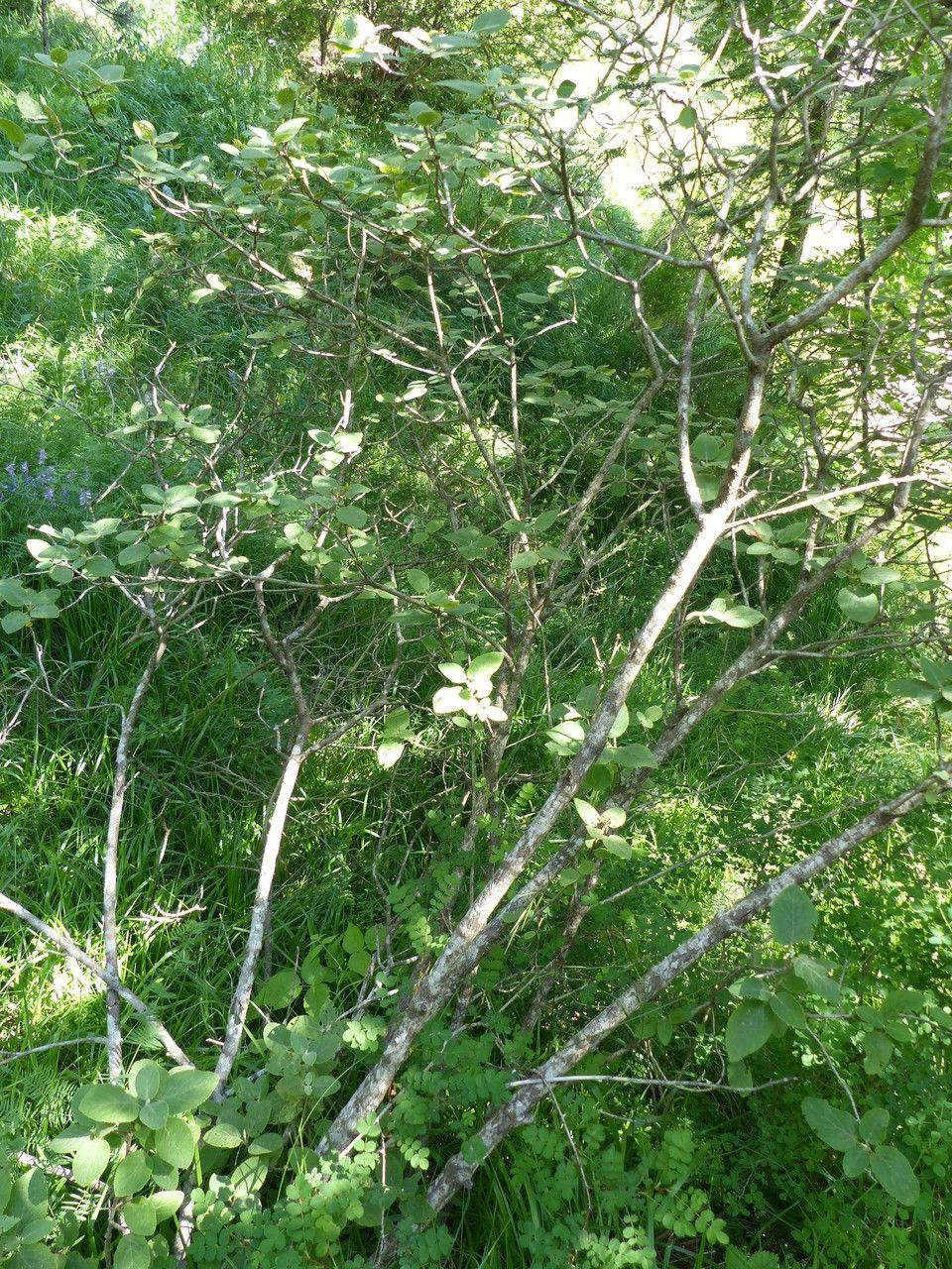 Filzige Zwergmispel im Herbst mit orangefarbenen Früchten und dichtem Laub