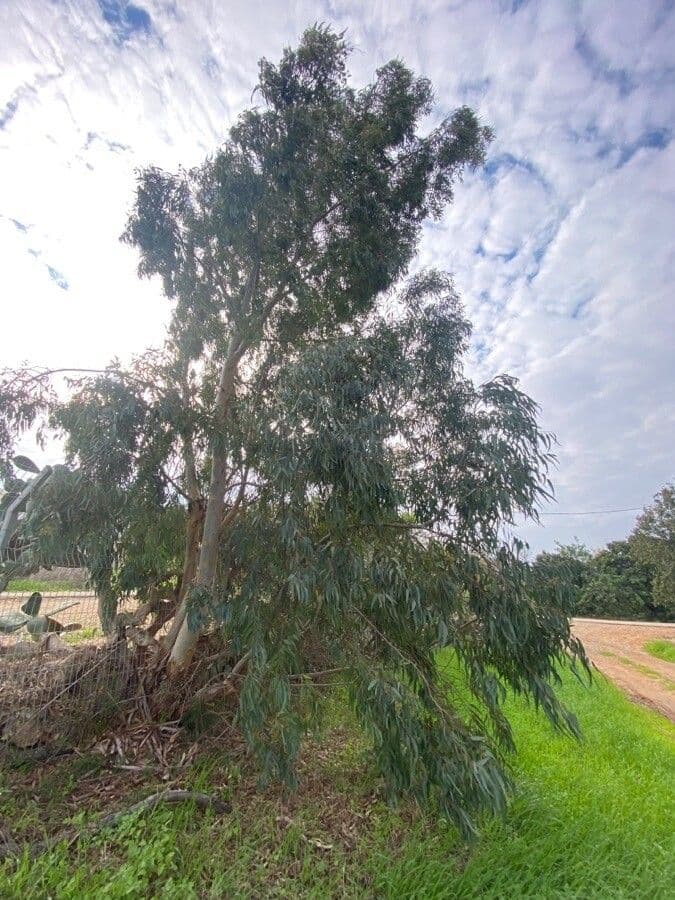 Eucalyptus camaldulensis mit charakteristischer roter Rinde und elegantem Laub