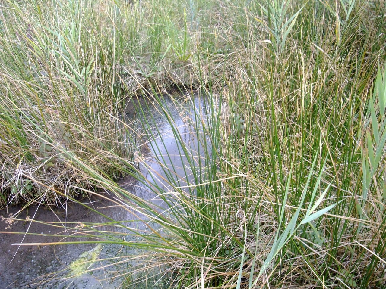 Bluntflower Rush (Juncus subnodulosus) displaying characteristic dark-brown flower heads in natural marsh environment