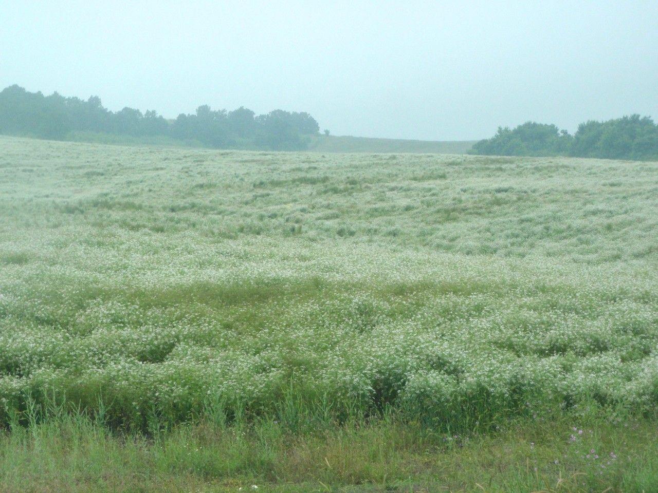 Frische Korianderpflanze in einer Terrakottaschale, saftig grüne Blätter und weiße Blüten, auf einer sonnigen Fensterbank stehend