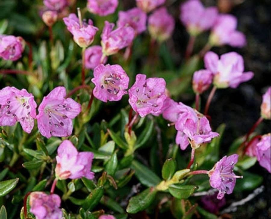 Bog-laurel with deep pink flowers and small glossy leaves in an alpine bog setting