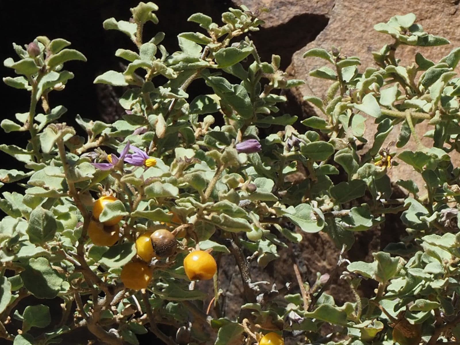 Filzige graugrüne Blätter von Solanum tomentosum mit violetten Blüten