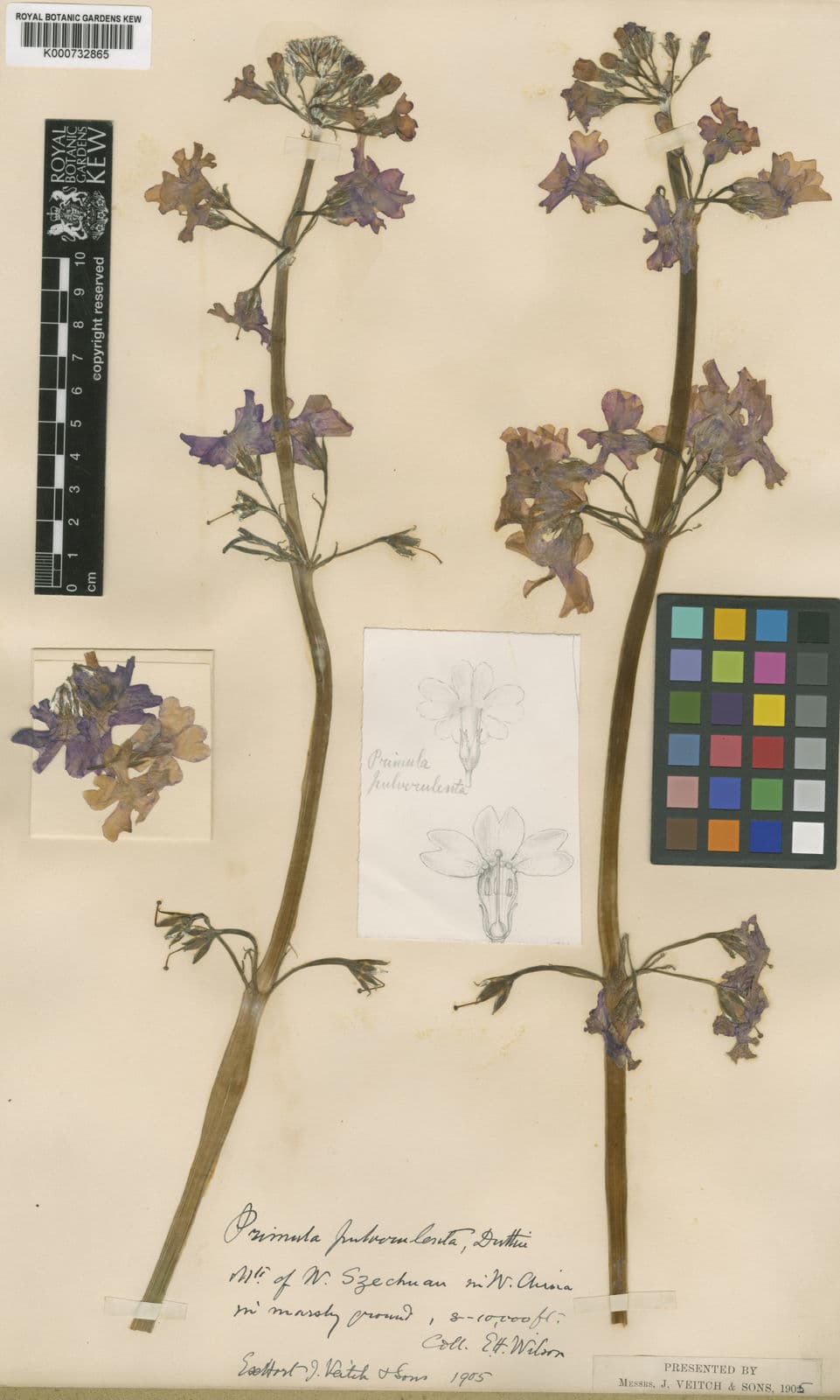 Szetschuan-Primel mit roten-purpurroten Kandelaber-Blüten