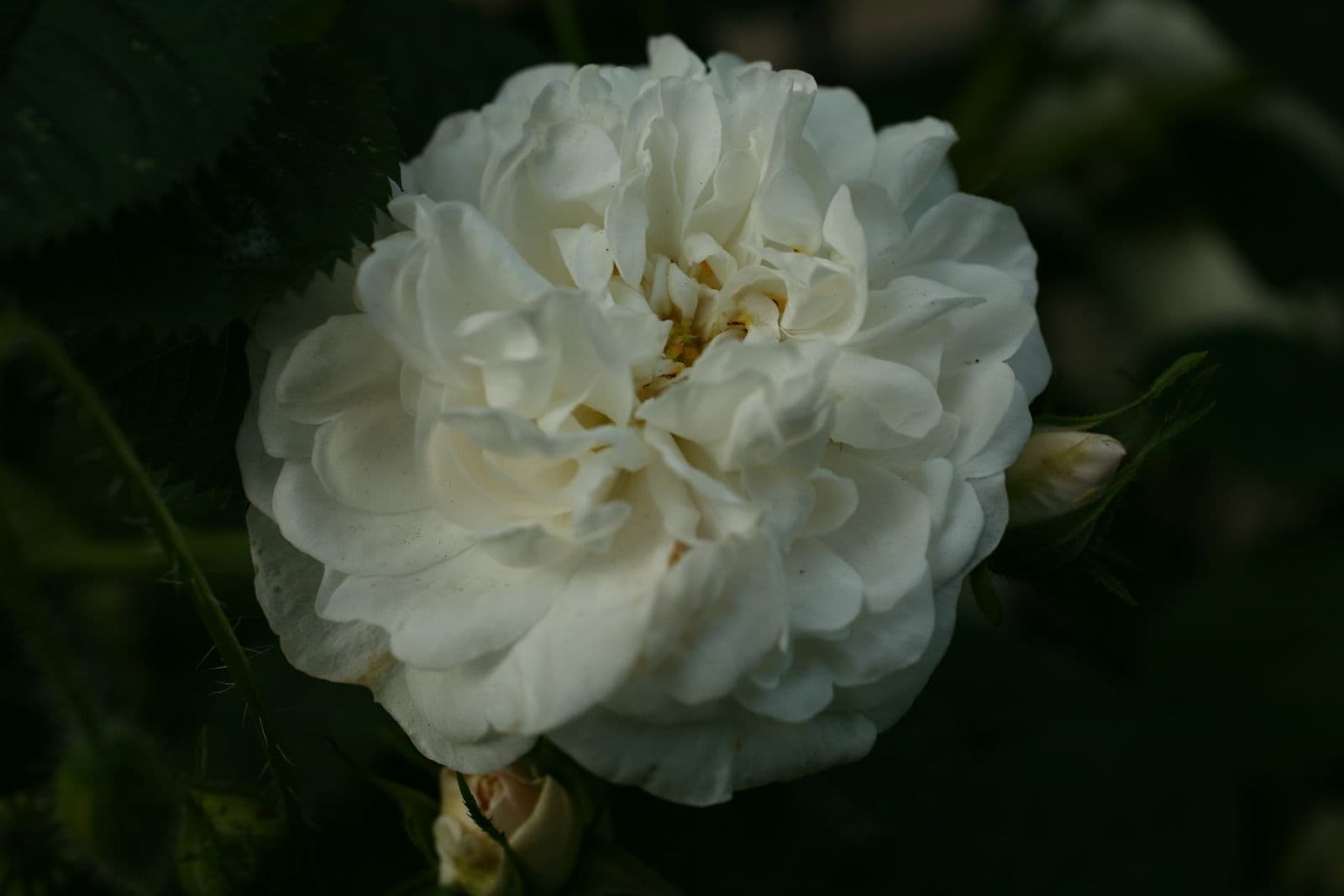 Clusters of white Alba rose flowers blooming in summer