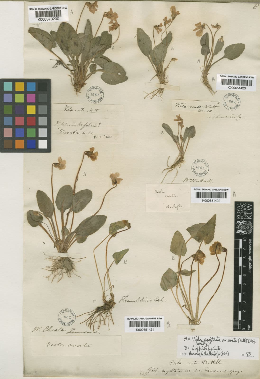 Witte bloemen met paarse adertjes van het primulaviooltje Viola primulifolia bij een vochtige border
