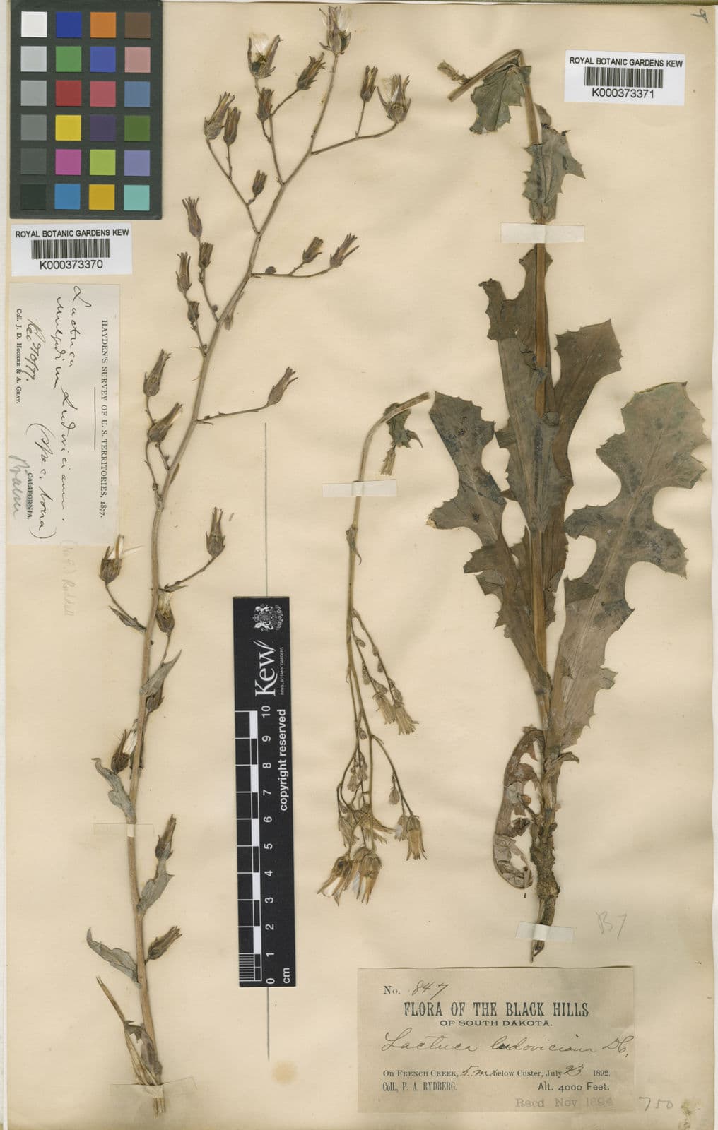 Louisianasla plant in bloei