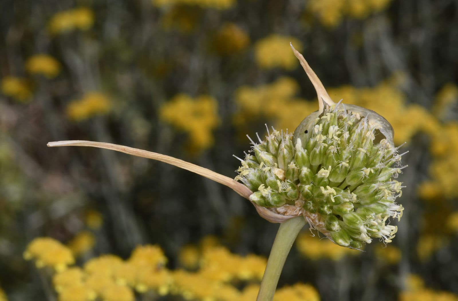 Ail faux-capuchon aux petites fleurs étoilées dans une rocaille