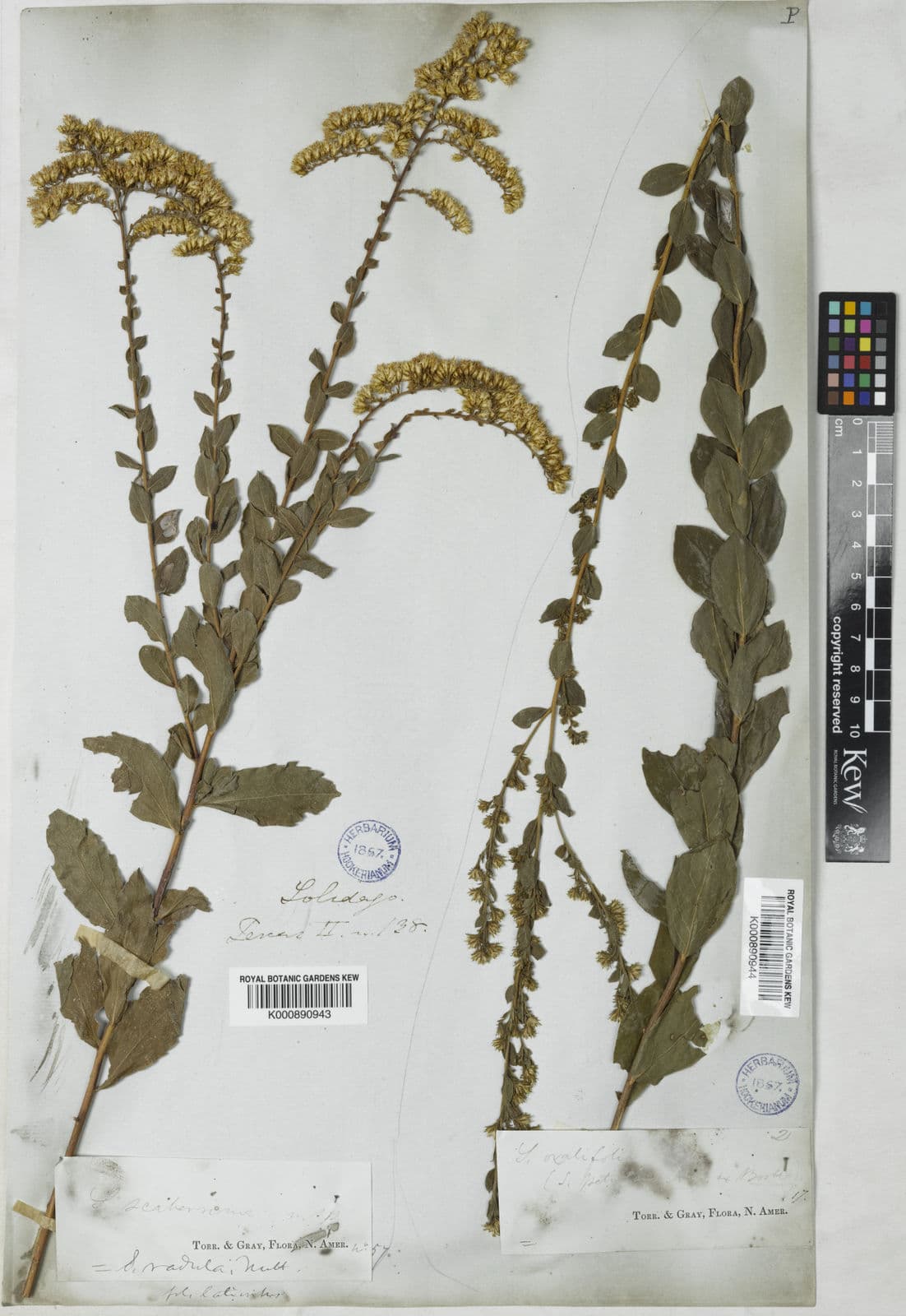 Raue Goldrute (Solidago radula) mit rauen Blättern und goldenen Blütenrispen